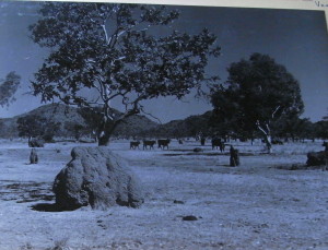 Western Australia Trip 1948. R Bean. Out of Copyright, copy from the State Library of NSW