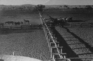 Bringing Cattle to Water Troughs, Argyle Station 1948. Photo by Ray Bean, original with the State Library of NSW.